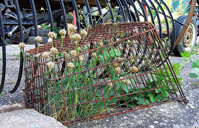 Lauch hinter Gittern