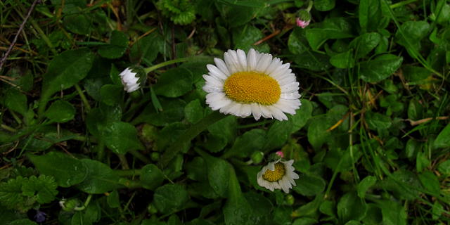 Gänseblümchen