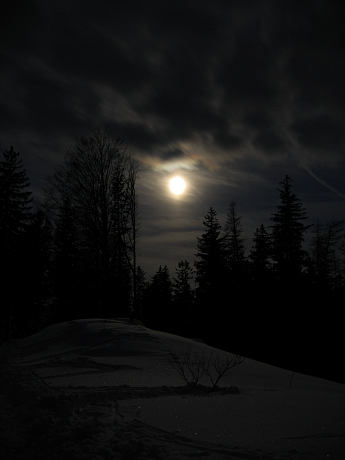 Vollmond am Waldrand